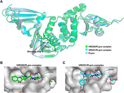 Potential Inhibitors Targeting Papain-Like Protease of SARS-CoV-2: Two Birds With One Stone